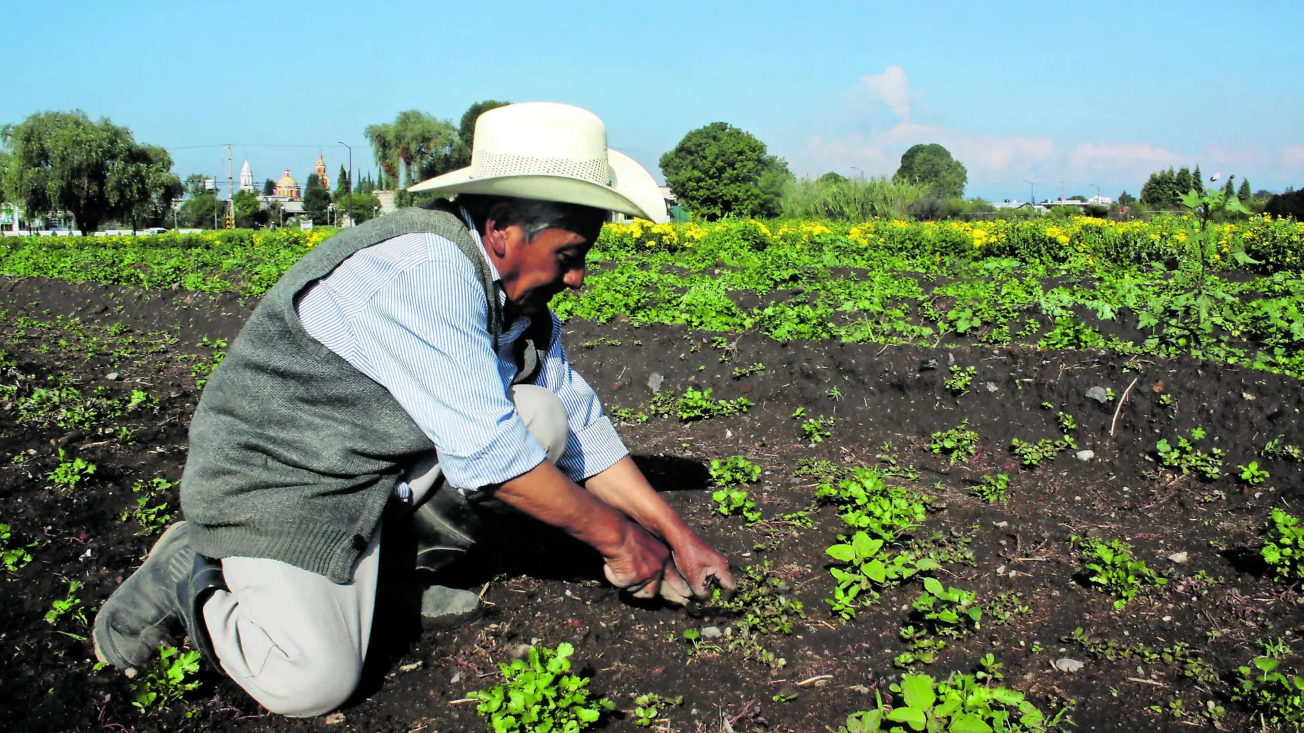 Productores poblanos